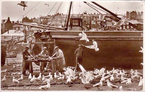 Seagulls at St. Ives